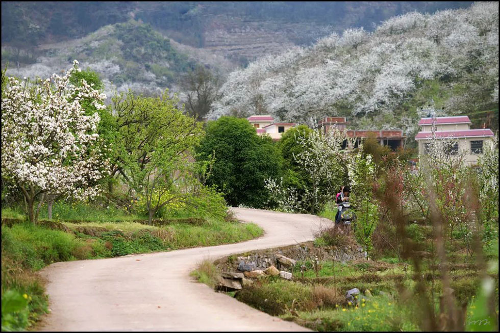 【春天,广西桂林灌阳县向您发出邀请!】我们在灌阳看梨花 - 游山玩水 - 武威生活社区 - 武威28生活网 wuwei.28life.com