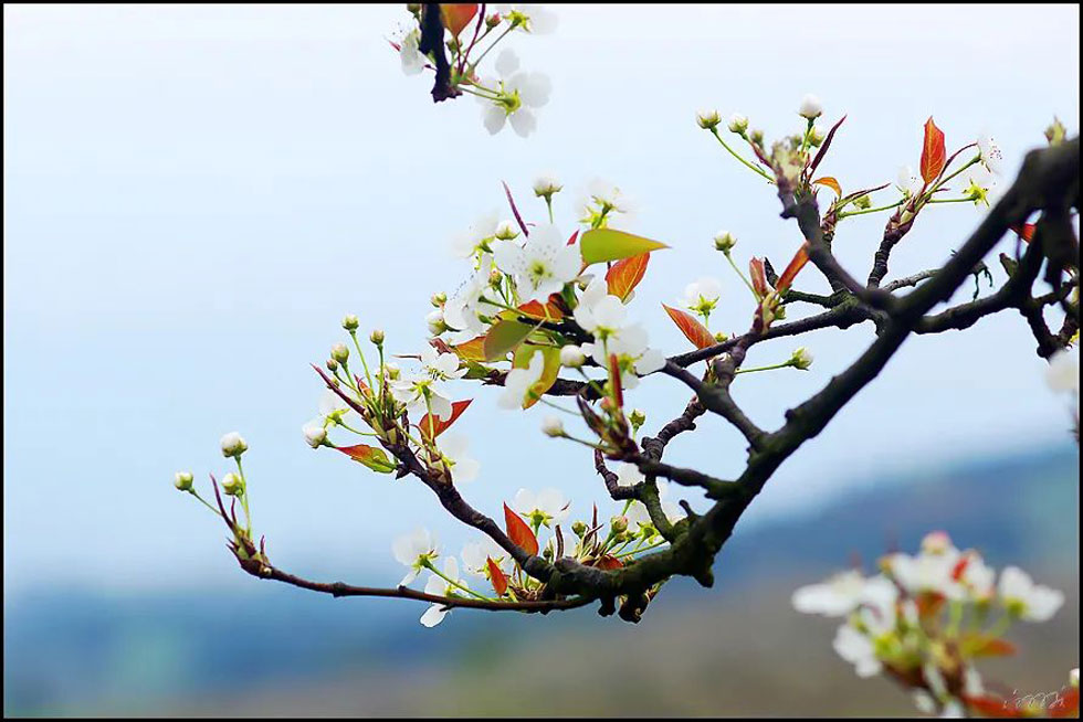 【春天,广西桂林灌阳县向您发出邀请!】我们在灌阳看梨花 - 游山玩水 - 武威生活社区 - 武威28生活网 wuwei.28life.com