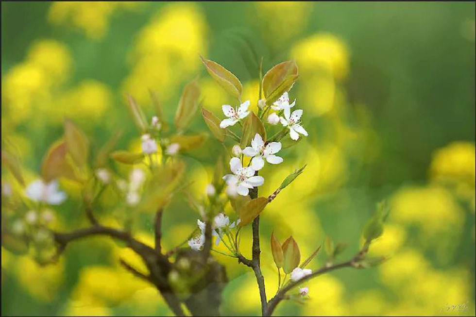 【春天,广西桂林灌阳县向您发出邀请!】我们在灌阳看梨花 - 游山玩水 - 武威生活社区 - 武威28生活网 wuwei.28life.com