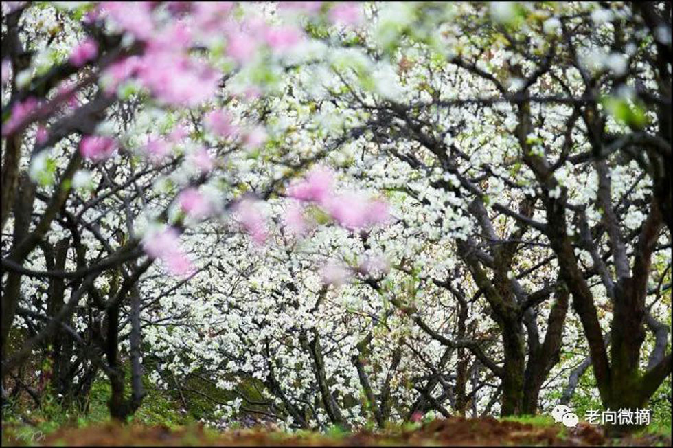 【春天,广西桂林灌阳县向您发出邀请!】我们在灌阳看梨花 - 游山玩水 - 武威生活社区 - 武威28生活网 wuwei.28life.com