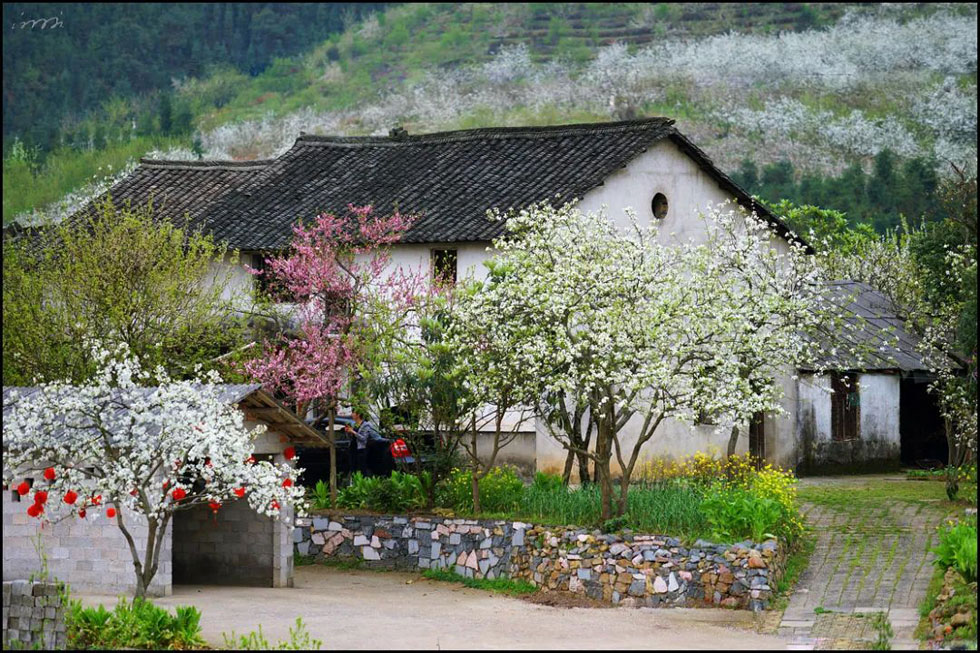 【春天,广西桂林灌阳县向您发出邀请!】我们在灌阳看梨花 - 游山玩水 - 武威生活社区 - 武威28生活网 wuwei.28life.com