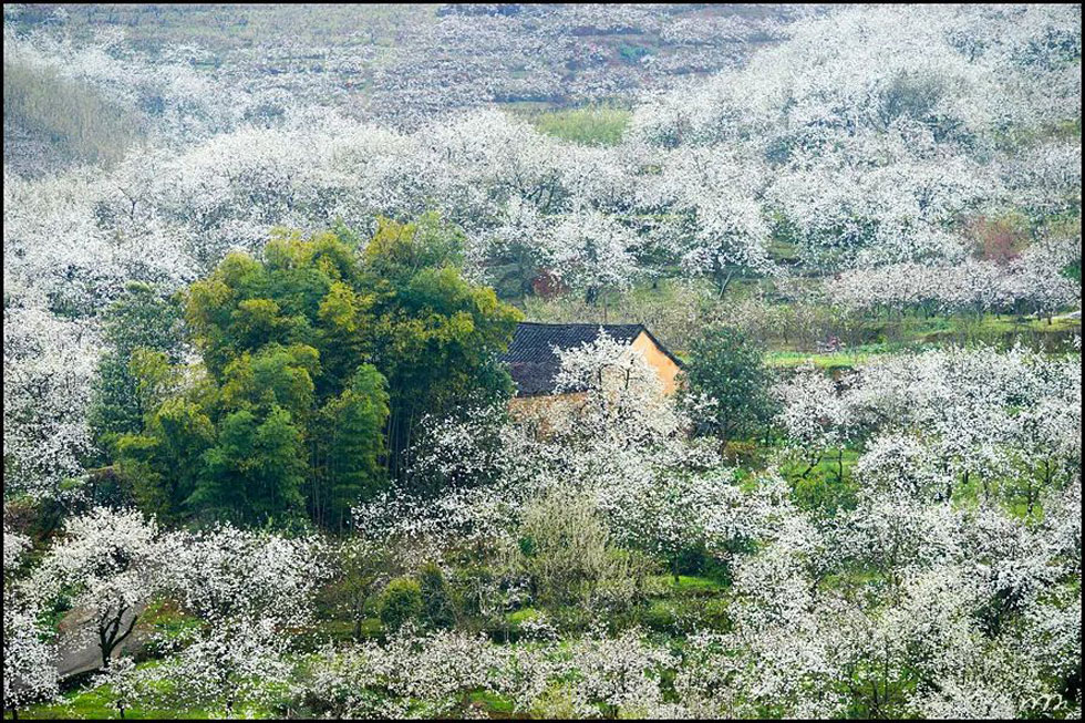 【春天,广西桂林灌阳县向您发出邀请!】我们在灌阳看梨花 - 游山玩水 - 武威生活社区 - 武威28生活网 wuwei.28life.com
