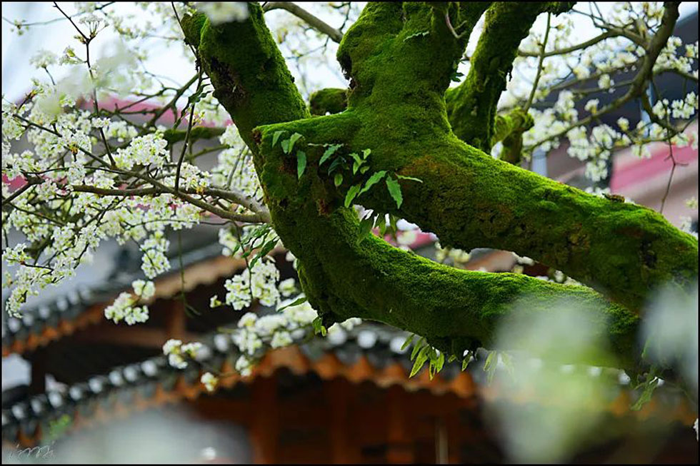 【春天,广西桂林灌阳县向您发出邀请!】我们在灌阳看梨花 - 游山玩水 - 武威生活社区 - 武威28生活网 wuwei.28life.com