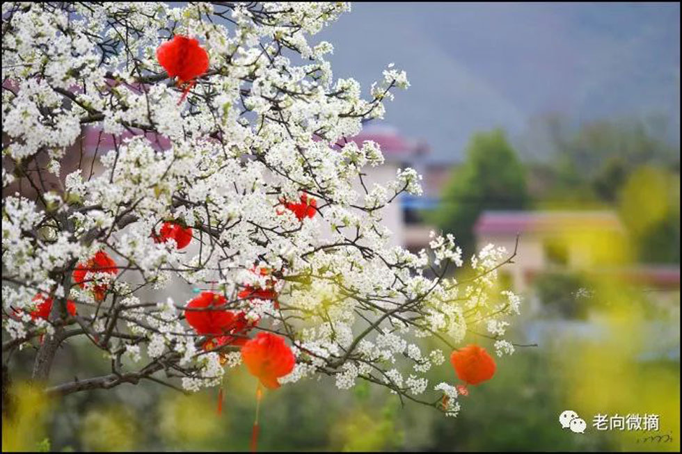 【春天,广西桂林灌阳县向您发出邀请!】我们在灌阳看梨花 - 游山玩水 - 武威生活社区 - 武威28生活网 wuwei.28life.com