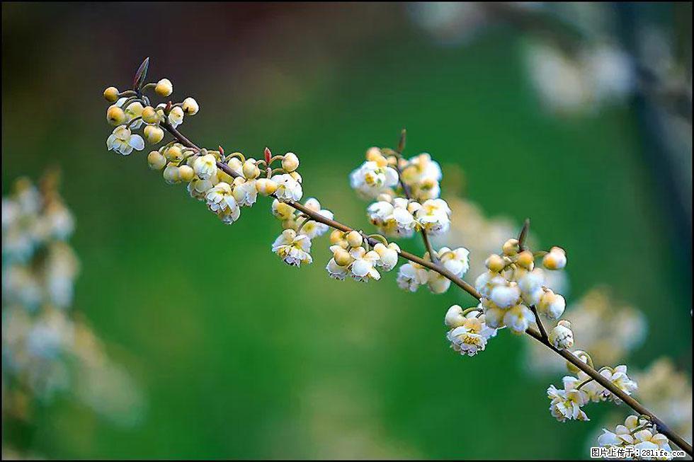 【春天,广西桂林灌阳县向您发出邀请!】米珠山前有片山苍子花在飘香 - 游山玩水 - 武威生活社区 - 武威28生活网 wuwei.28life.com