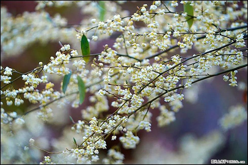 【春天,广西桂林灌阳县向您发出邀请!】米珠山前有片山苍子花在飘香 - 游山玩水 - 武威生活社区 - 武威28生活网 wuwei.28life.com
