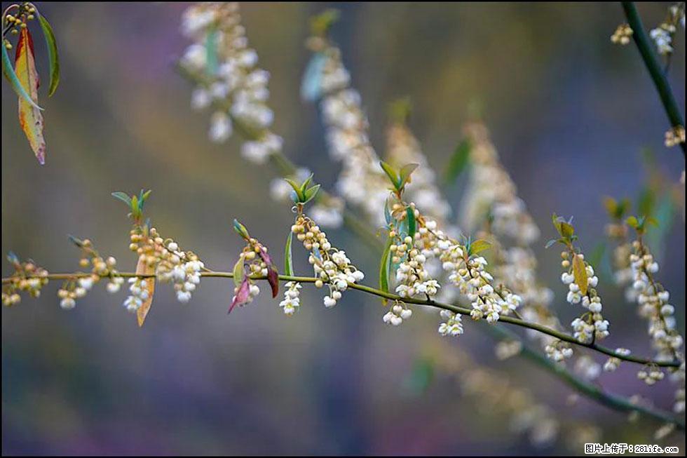 【春天,广西桂林灌阳县向您发出邀请!】米珠山前有片山苍子花在飘香 - 游山玩水 - 武威生活社区 - 武威28生活网 wuwei.28life.com