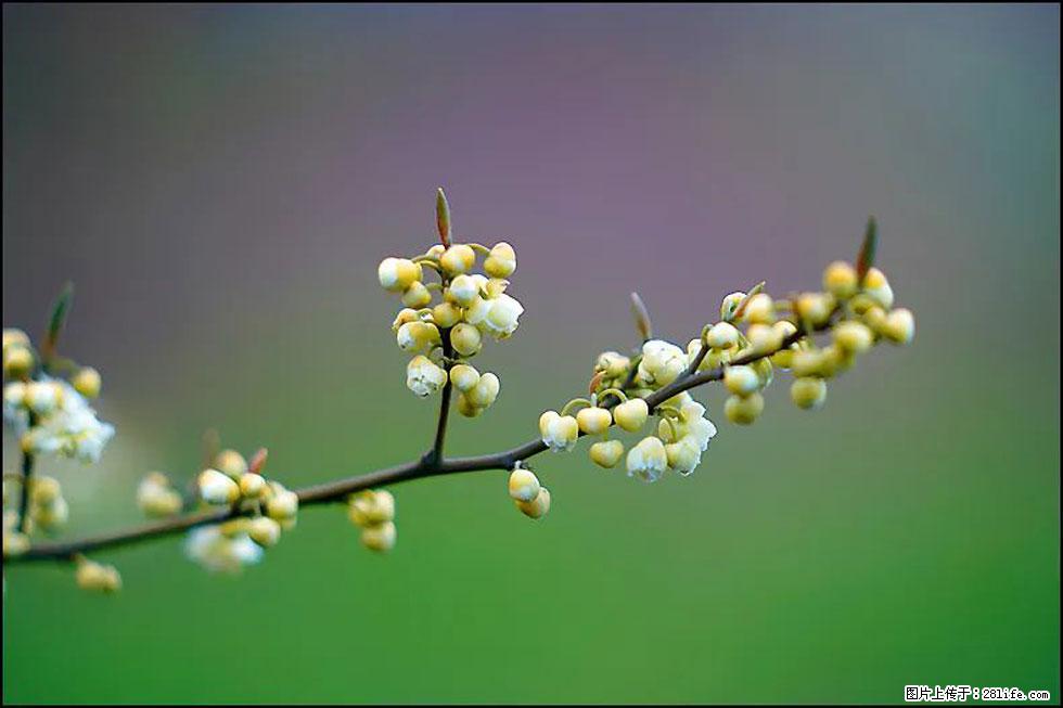 【春天,广西桂林灌阳县向您发出邀请!】米珠山前有片山苍子花在飘香 - 游山玩水 - 武威生活社区 - 武威28生活网 wuwei.28life.com