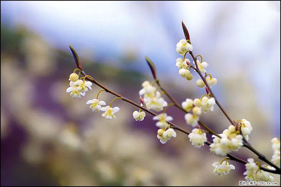 【春天,广西桂林灌阳县向您发出邀请!】米珠山前有片山苍子花在飘香 - 游山玩水 - 武威生活社区 - 武威28生活网 wuwei.28life.com