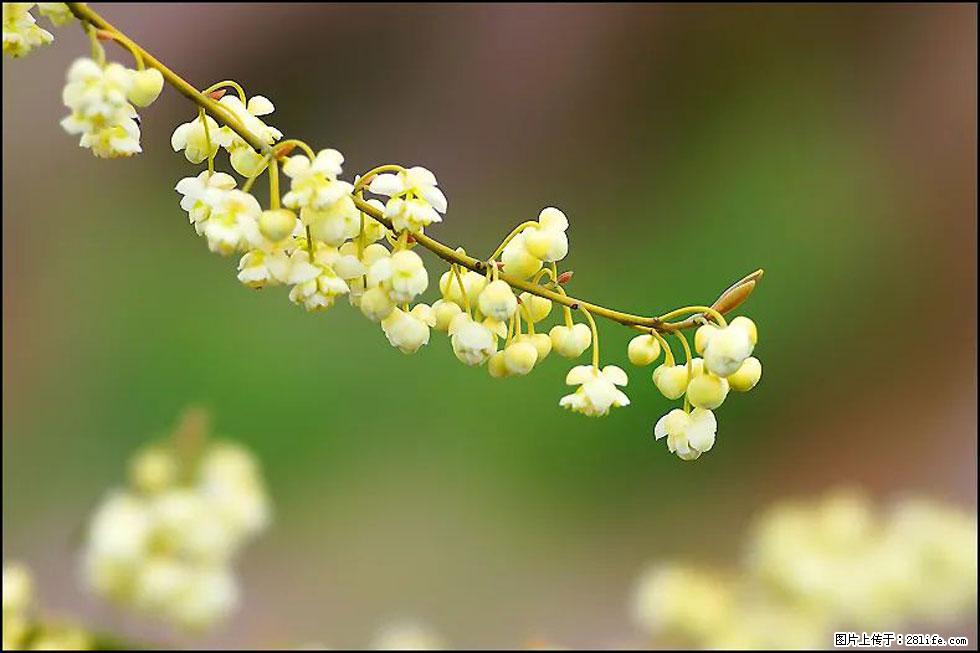 【春天,广西桂林灌阳县向您发出邀请!】米珠山前有片山苍子花在飘香 - 游山玩水 - 武威生活社区 - 武威28生活网 wuwei.28life.com