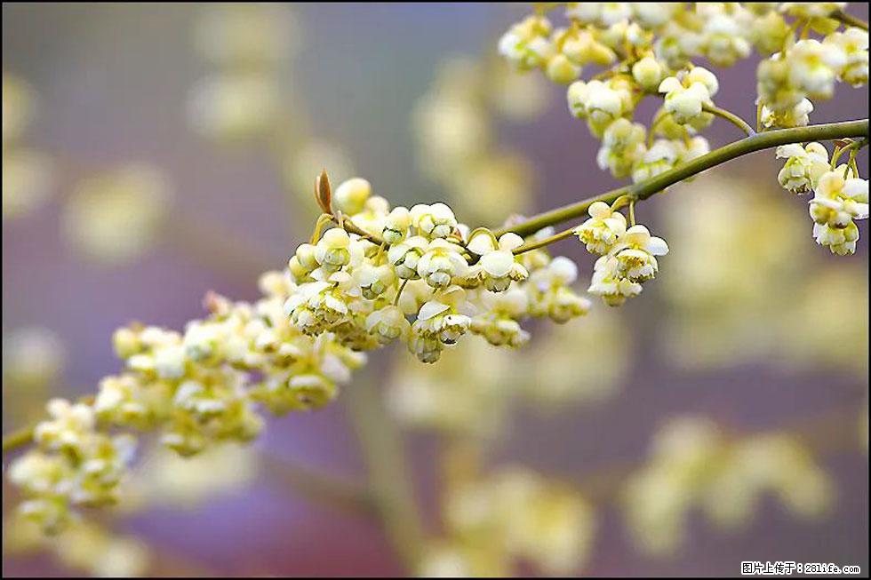 【春天,广西桂林灌阳县向您发出邀请!】米珠山前有片山苍子花在飘香 - 游山玩水 - 武威生活社区 - 武威28生活网 wuwei.28life.com