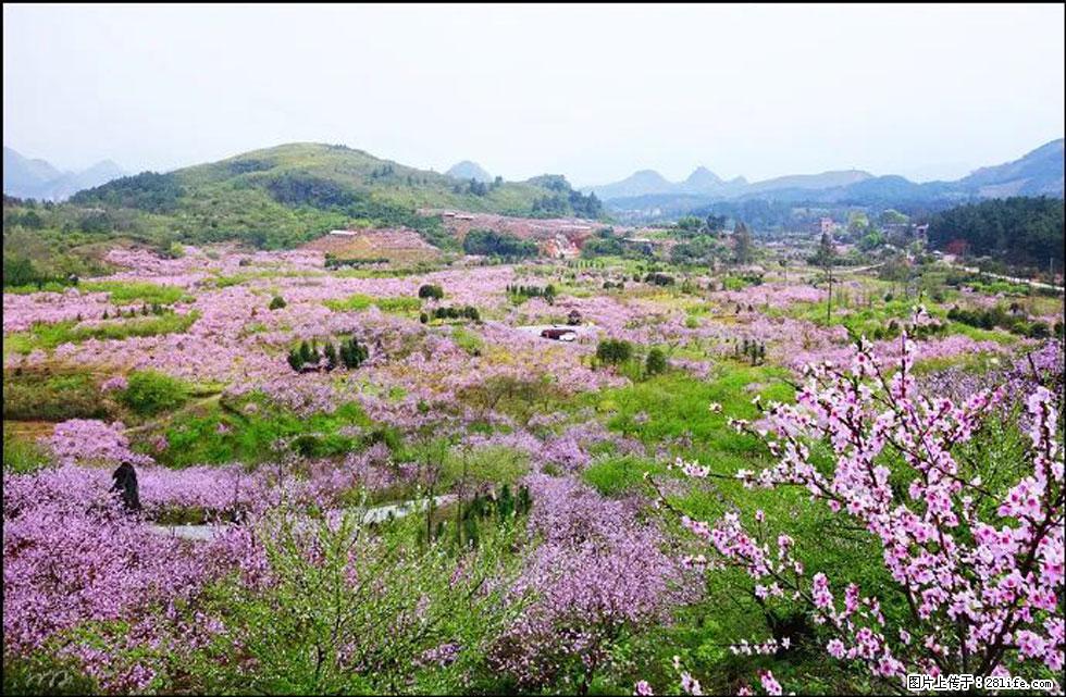 【春天，广西桂林灌阳县向您发出邀请！】官庄村有个醉美的桃花园 - 游山玩水 - 武威生活社区 - 武威28生活网 wuwei.28life.com