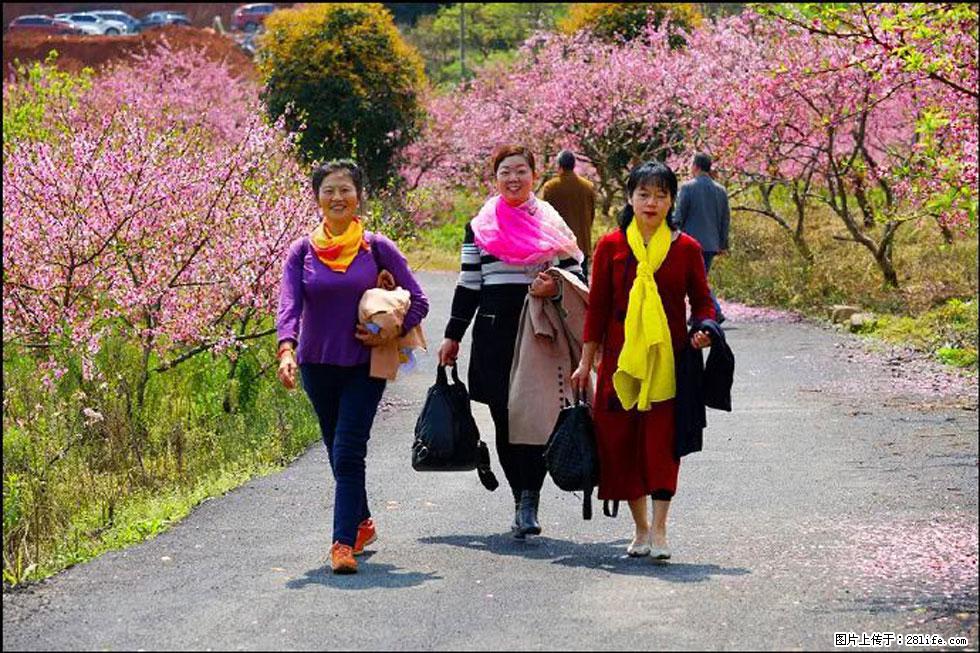 【春天，广西桂林灌阳县向您发出邀请！】官庄村有个醉美的桃花园 - 游山玩水 - 武威生活社区 - 武威28生活网 wuwei.28life.com