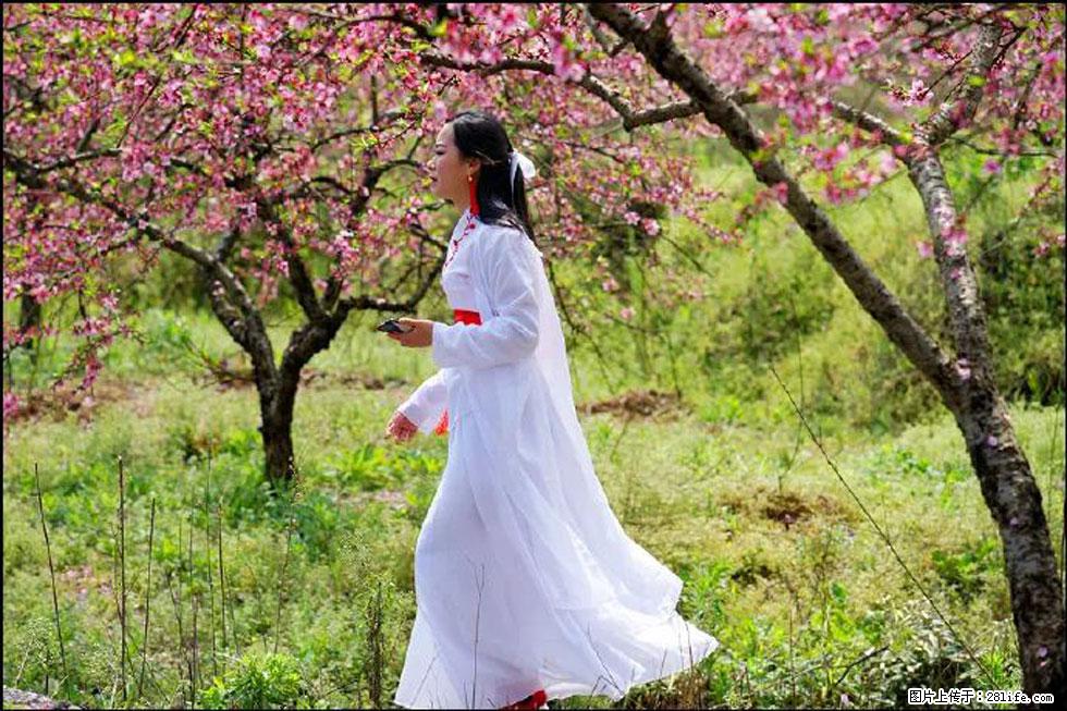 【春天，广西桂林灌阳县向您发出邀请！】官庄村有个醉美的桃花园 - 游山玩水 - 武威生活社区 - 武威28生活网 wuwei.28life.com