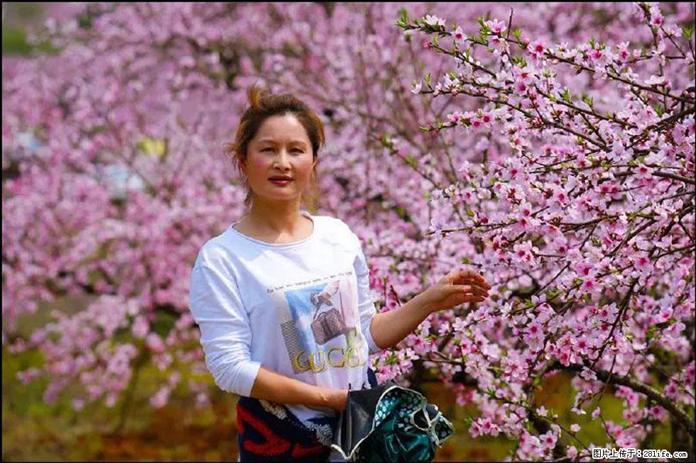 【春天，广西桂林灌阳县向您发出邀请！】官庄村有个醉美的桃花园 - 游山玩水 - 武威生活社区 - 武威28生活网 wuwei.28life.com