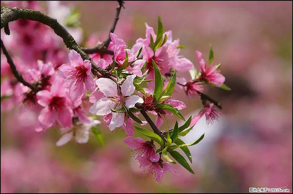 【春天，广西桂林灌阳县向您发出邀请！】官庄村有个醉美的桃花园 - 游山玩水 - 武威生活社区 - 武威28生活网 wuwei.28life.com