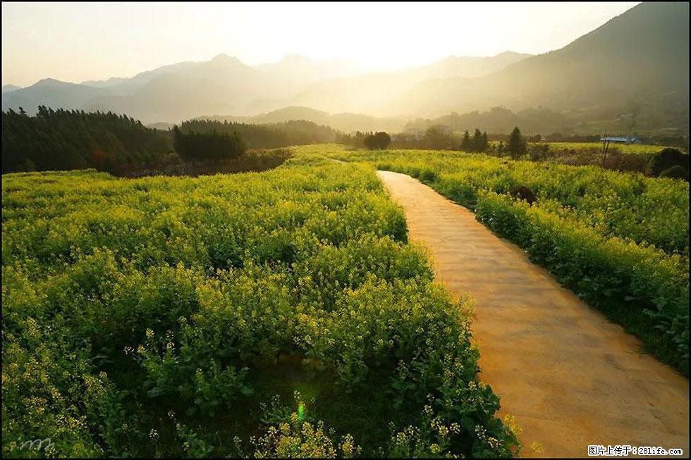 【春天,广西桂林灌阳县向您发出邀请!】长坪村油菜盛情花开 - 游山玩水 - 武威生活社区 - 武威28生活网 wuwei.28life.com