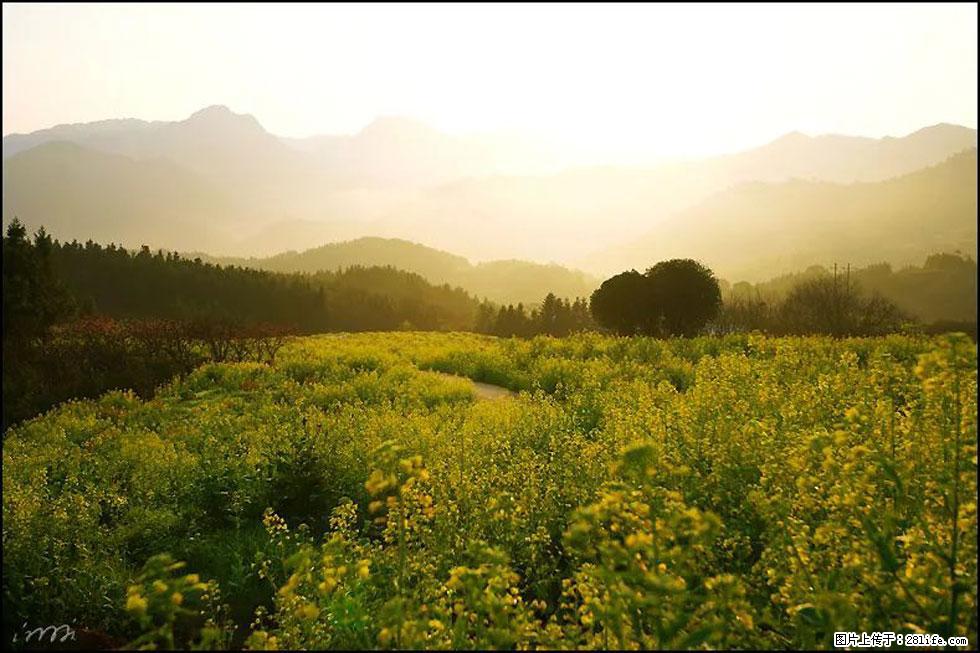 【春天,广西桂林灌阳县向您发出邀请!】长坪村油菜盛情花开 - 游山玩水 - 武威生活社区 - 武威28生活网 wuwei.28life.com