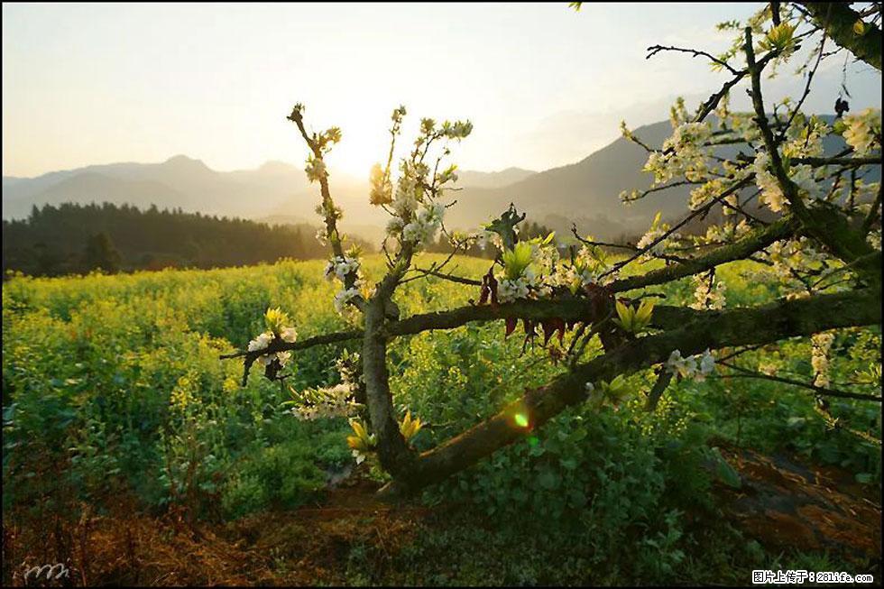 【春天,广西桂林灌阳县向您发出邀请!】长坪村油菜盛情花开 - 游山玩水 - 武威生活社区 - 武威28生活网 wuwei.28life.com