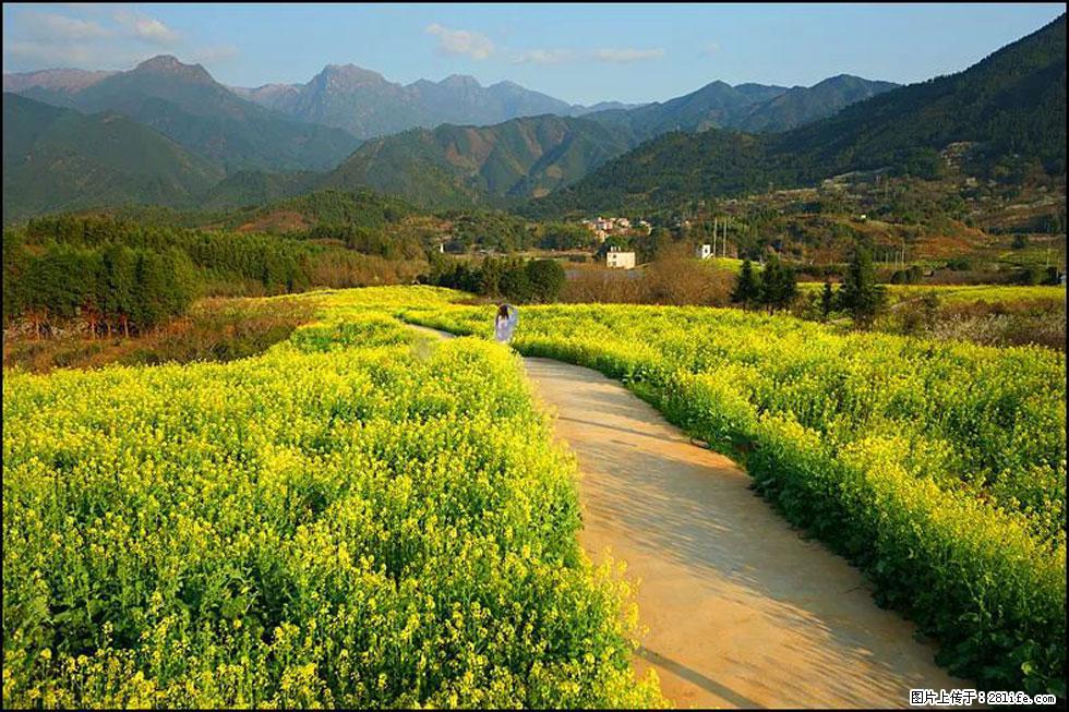 【春天,广西桂林灌阳县向您发出邀请!】长坪村油菜盛情花开 - 游山玩水 - 武威生活社区 - 武威28生活网 wuwei.28life.com