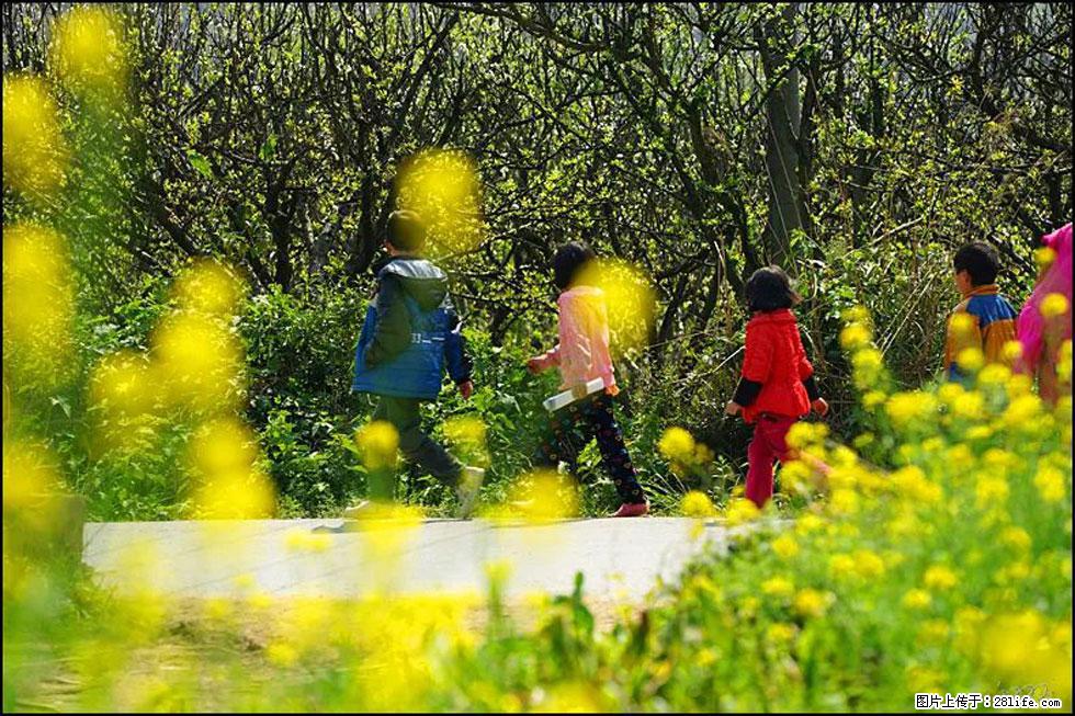 【春天,广西桂林灌阳县向您发出邀请!】长坪村油菜盛情花开 - 游山玩水 - 武威生活社区 - 武威28生活网 wuwei.28life.com