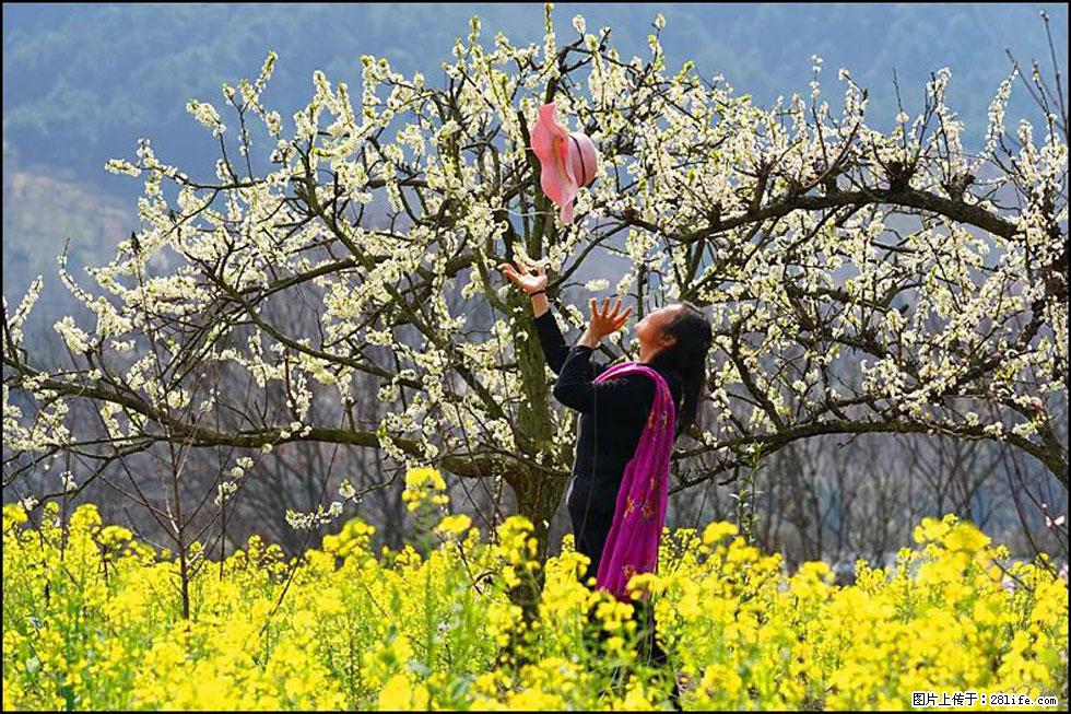 【春天,广西桂林灌阳县向您发出邀请!】长坪村油菜盛情花开 - 游山玩水 - 武威生活社区 - 武威28生活网 wuwei.28life.com