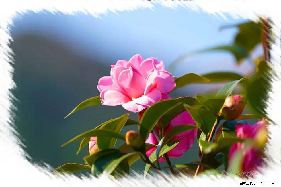 【春天，广西桂林灌阳县向您发出邀请！】杨柳井茶花惹人爱 - 游山玩水 - 武威生活社区 - 武威28生活网 wuwei.28life.com