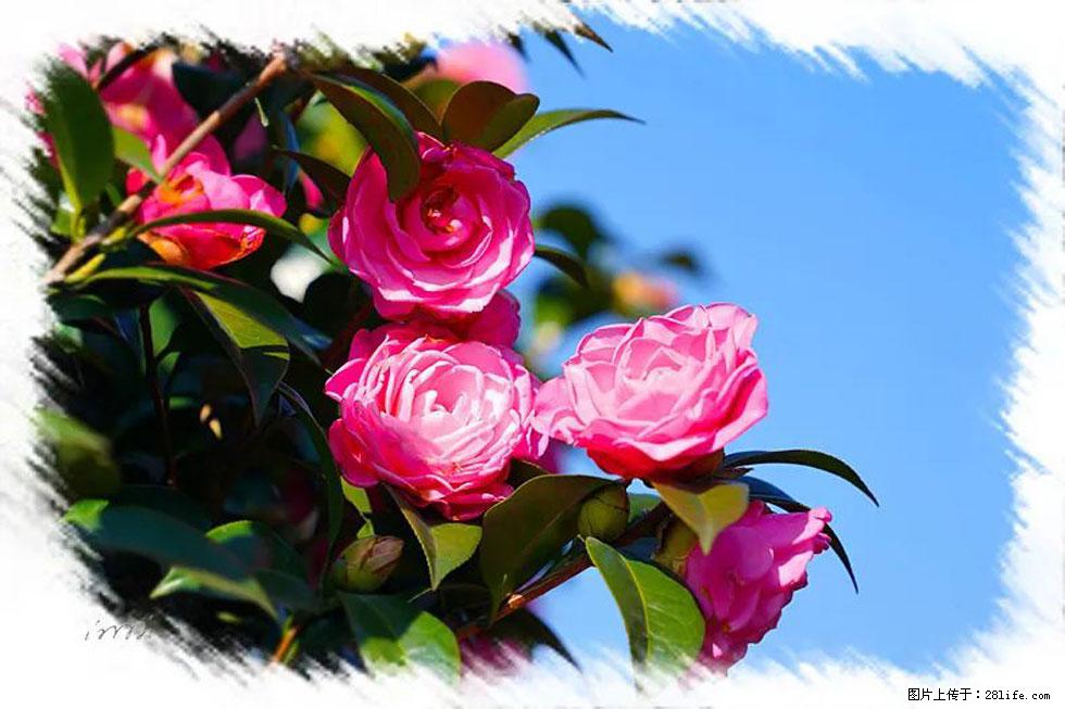 【春天，广西桂林灌阳县向您发出邀请！】杨柳井茶花惹人爱 - 游山玩水 - 武威生活社区 - 武威28生活网 wuwei.28life.com