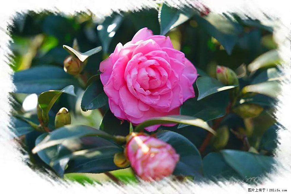 【春天，广西桂林灌阳县向您发出邀请！】杨柳井茶花惹人爱 - 游山玩水 - 武威生活社区 - 武威28生活网 wuwei.28life.com