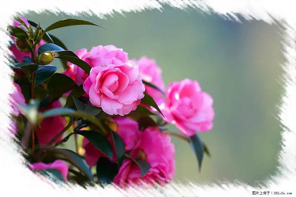 【春天，广西桂林灌阳县向您发出邀请！】杨柳井茶花惹人爱 - 游山玩水 - 武威生活社区 - 武威28生活网 wuwei.28life.com