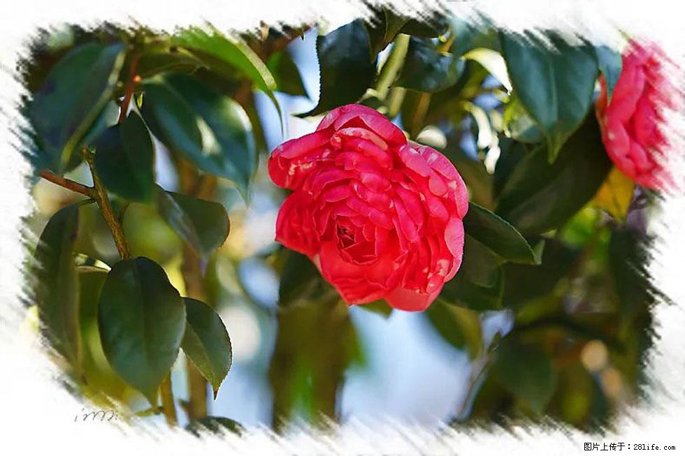 【春天，广西桂林灌阳县向您发出邀请！】杨柳井茶花惹人爱 - 游山玩水 - 武威生活社区 - 武威28生活网 wuwei.28life.com