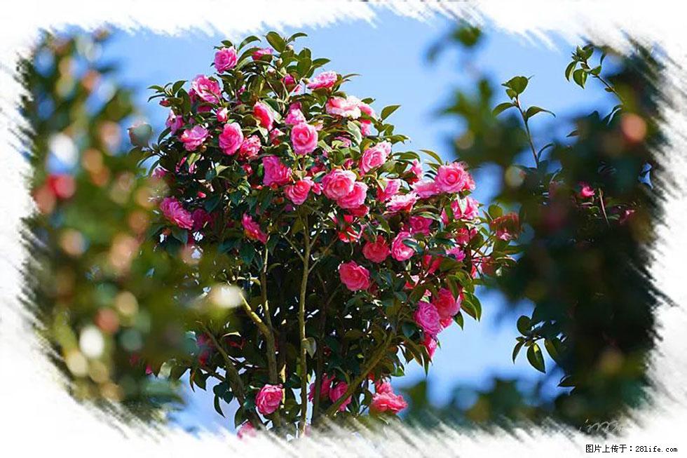 【春天，广西桂林灌阳县向您发出邀请！】杨柳井茶花惹人爱 - 游山玩水 - 武威生活社区 - 武威28生活网 wuwei.28life.com