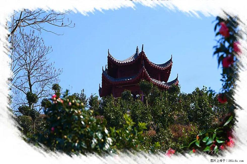 【春天，广西桂林灌阳县向您发出邀请！】杨柳井茶花惹人爱 - 游山玩水 - 武威生活社区 - 武威28生活网 wuwei.28life.com