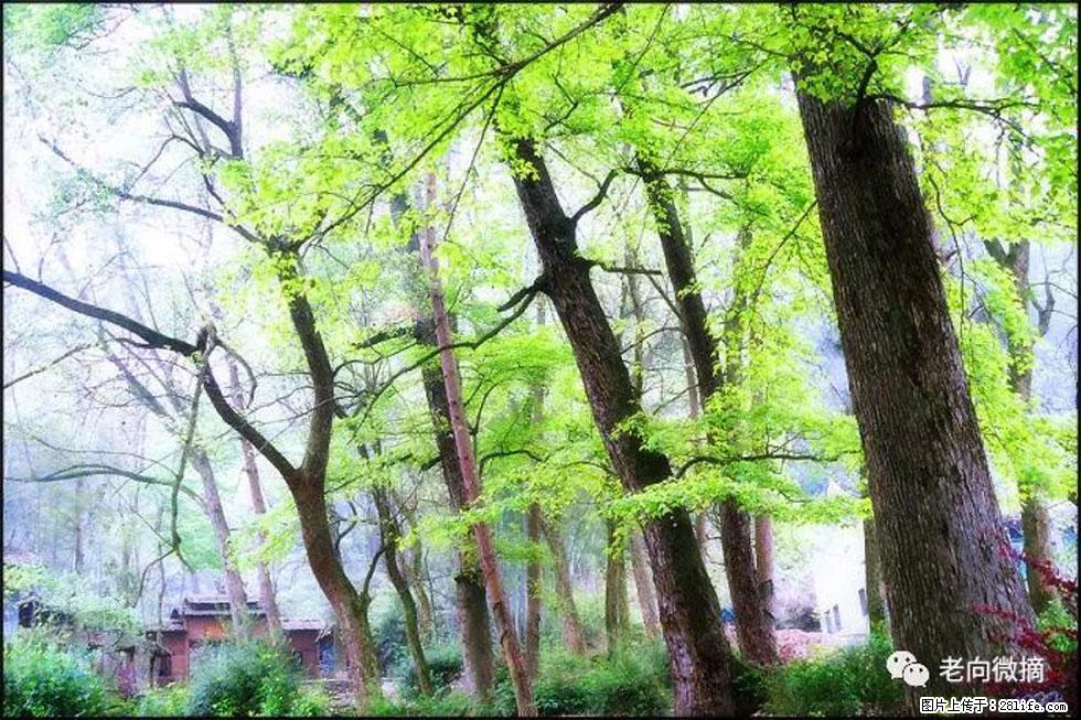 【春天,广西桂林灌阳县向您发出邀请!】在小龙村与春天约会 - 游山玩水 - 武威生活社区 - 武威28生活网 wuwei.28life.com