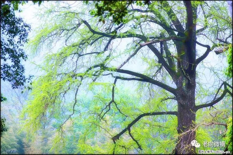 【春天,广西桂林灌阳县向您发出邀请!】在小龙村与春天约会 - 游山玩水 - 武威生活社区 - 武威28生活网 wuwei.28life.com