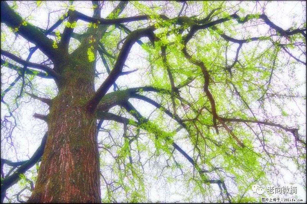 【春天,广西桂林灌阳县向您发出邀请!】在小龙村与春天约会 - 游山玩水 - 武威生活社区 - 武威28生活网 wuwei.28life.com