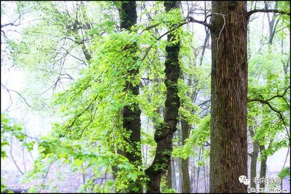 【春天,广西桂林灌阳县向您发出邀请!】在小龙村与春天约会 - 游山玩水 - 武威生活社区 - 武威28生活网 wuwei.28life.com