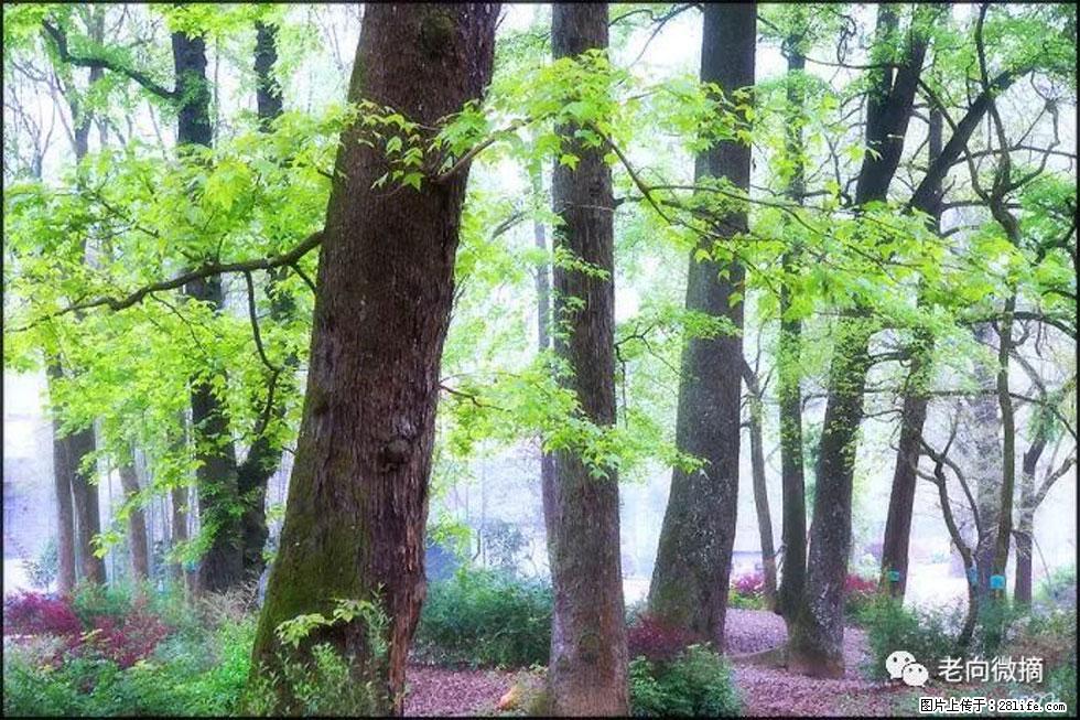 【春天,广西桂林灌阳县向您发出邀请!】在小龙村与春天约会 - 游山玩水 - 武威生活社区 - 武威28生活网 wuwei.28life.com