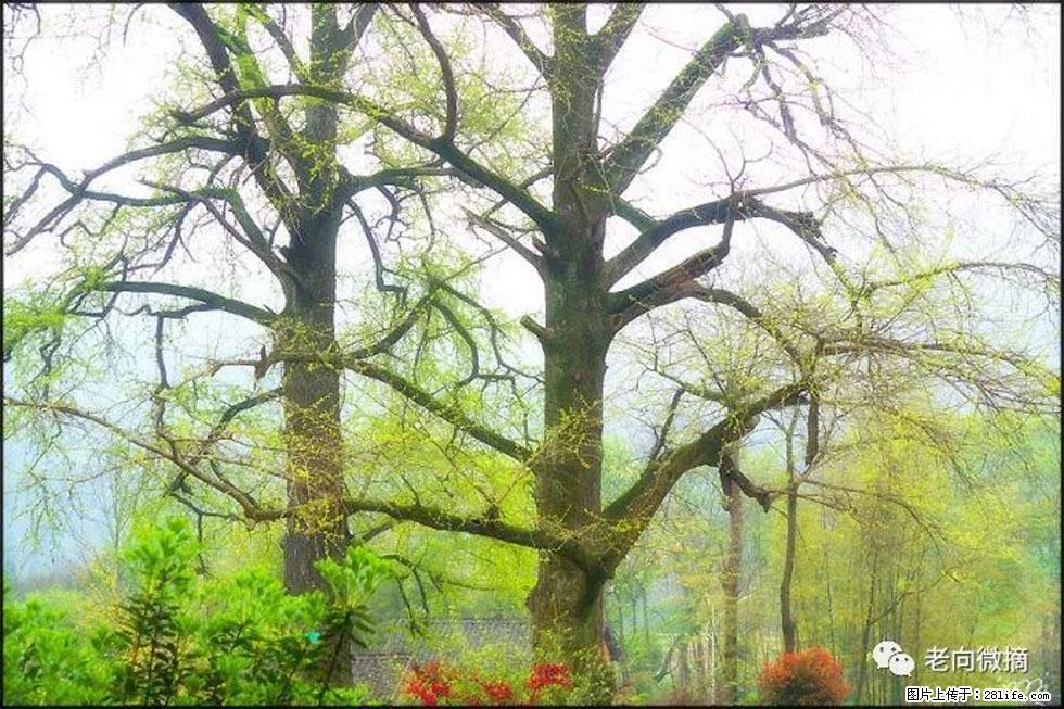 【春天,广西桂林灌阳县向您发出邀请!】在小龙村与春天约会 - 游山玩水 - 武威生活社区 - 武威28生活网 wuwei.28life.com