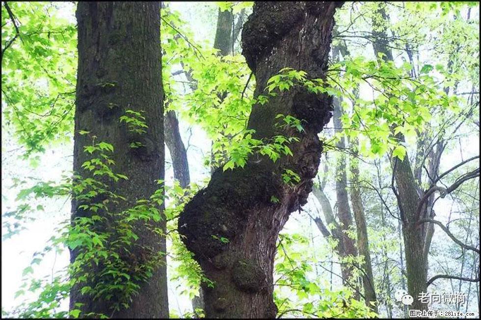 【春天,广西桂林灌阳县向您发出邀请!】在小龙村与春天约会 - 游山玩水 - 武威生活社区 - 武威28生活网 wuwei.28life.com