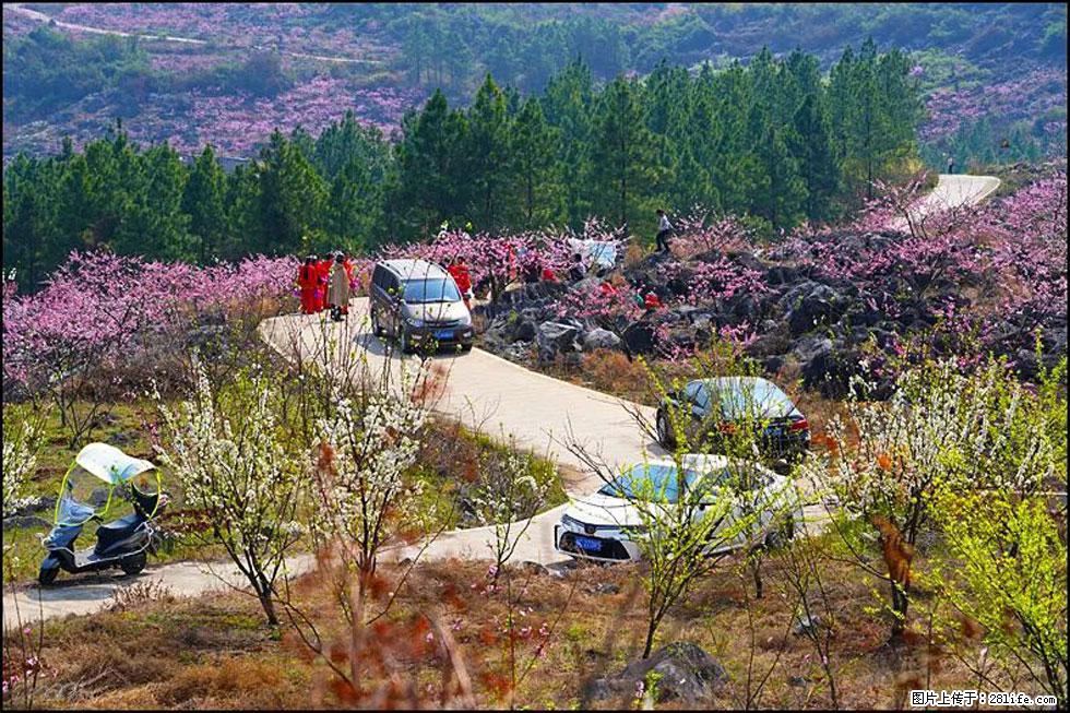 【春天,广西桂林灌阳县向您发出邀请!】望月岭上桃花开 - 游山玩水 - 武威生活社区 - 武威28生活网 wuwei.28life.com