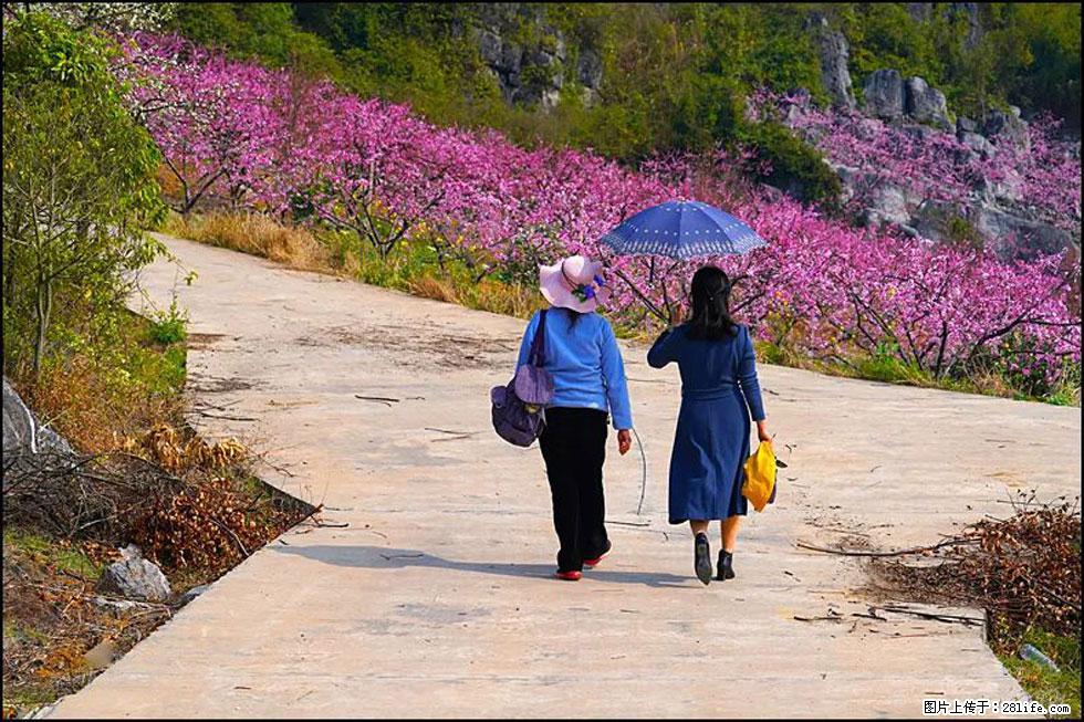 【春天,广西桂林灌阳县向您发出邀请!】望月岭上桃花开 - 游山玩水 - 武威生活社区 - 武威28生活网 wuwei.28life.com