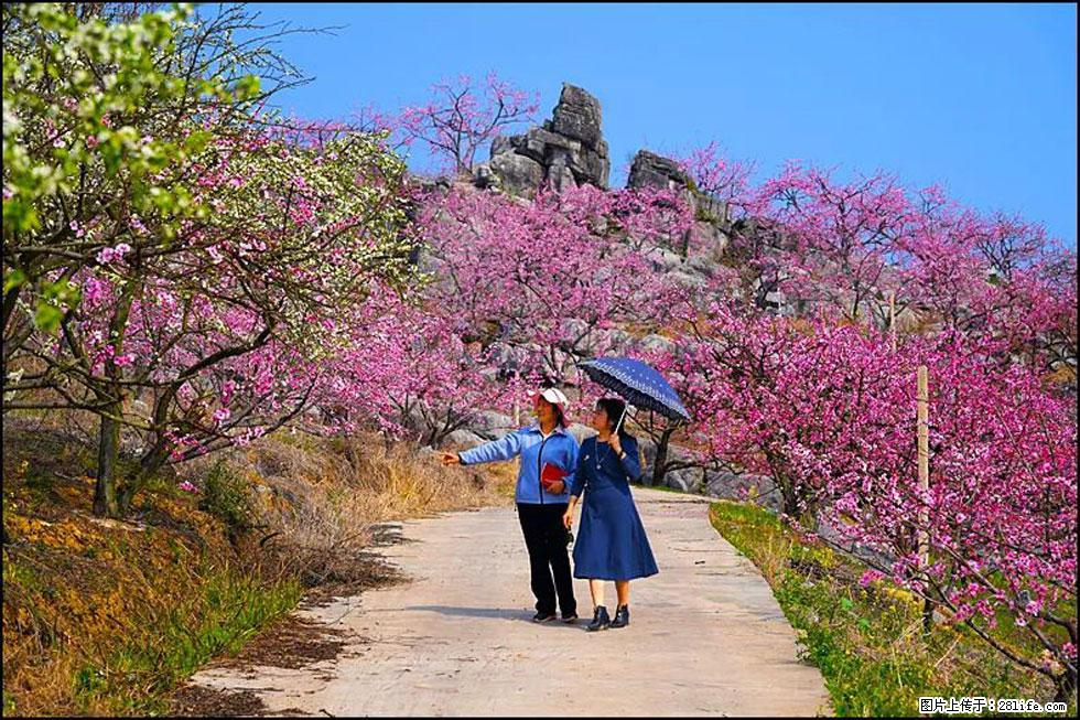 【春天,广西桂林灌阳县向您发出邀请!】望月岭上桃花开 - 游山玩水 - 武威生活社区 - 武威28生活网 wuwei.28life.com