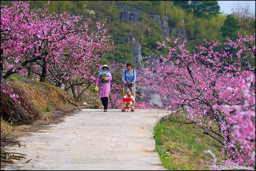 【春天,广西桂林灌阳县向您发出邀请!】望月岭上桃花开 - 游山玩水 - 武威生活社区 - 武威28生活网 wuwei.28life.com