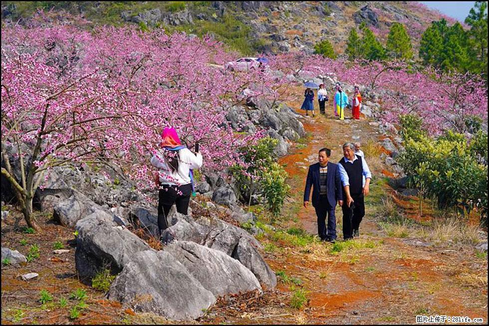 【春天,广西桂林灌阳县向您发出邀请!】望月岭上桃花开 - 游山玩水 - 武威生活社区 - 武威28生活网 wuwei.28life.com