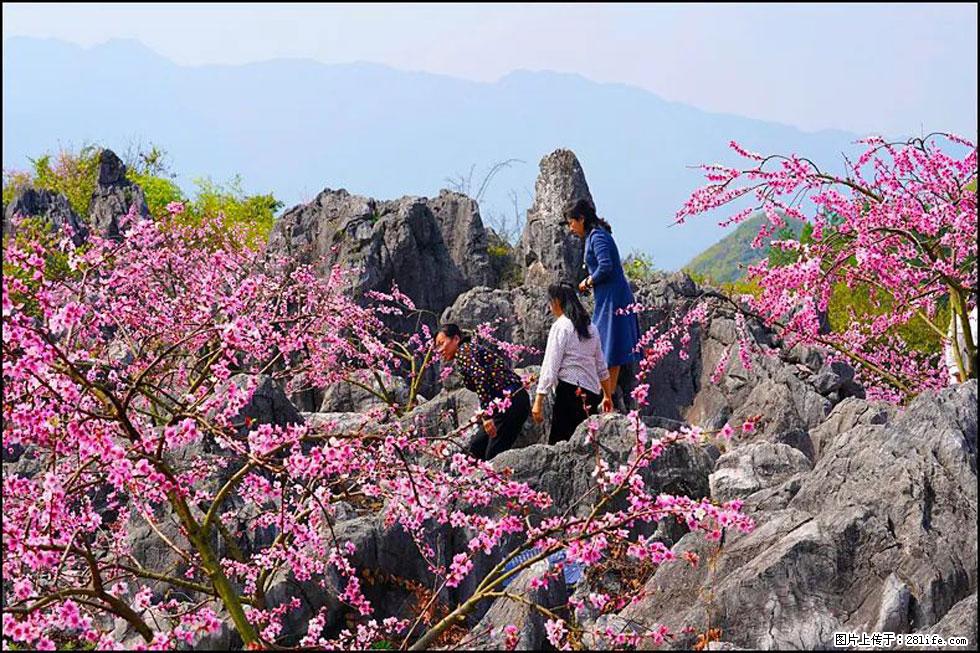 【春天,广西桂林灌阳县向您发出邀请!】望月岭上桃花开 - 游山玩水 - 武威生活社区 - 武威28生活网 wuwei.28life.com