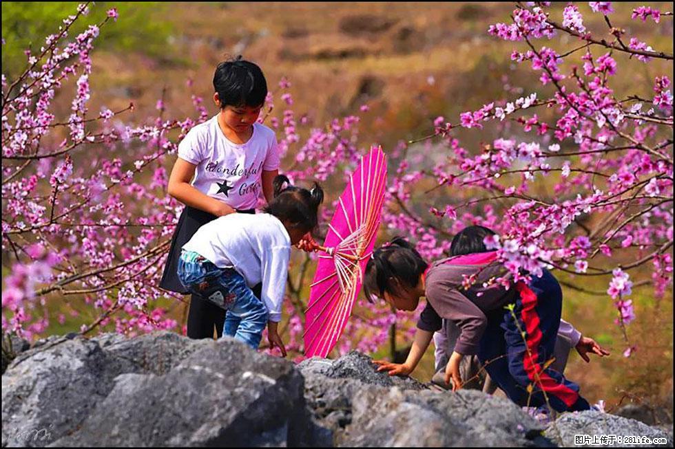 【春天,广西桂林灌阳县向您发出邀请!】望月岭上桃花开 - 游山玩水 - 武威生活社区 - 武威28生活网 wuwei.28life.com