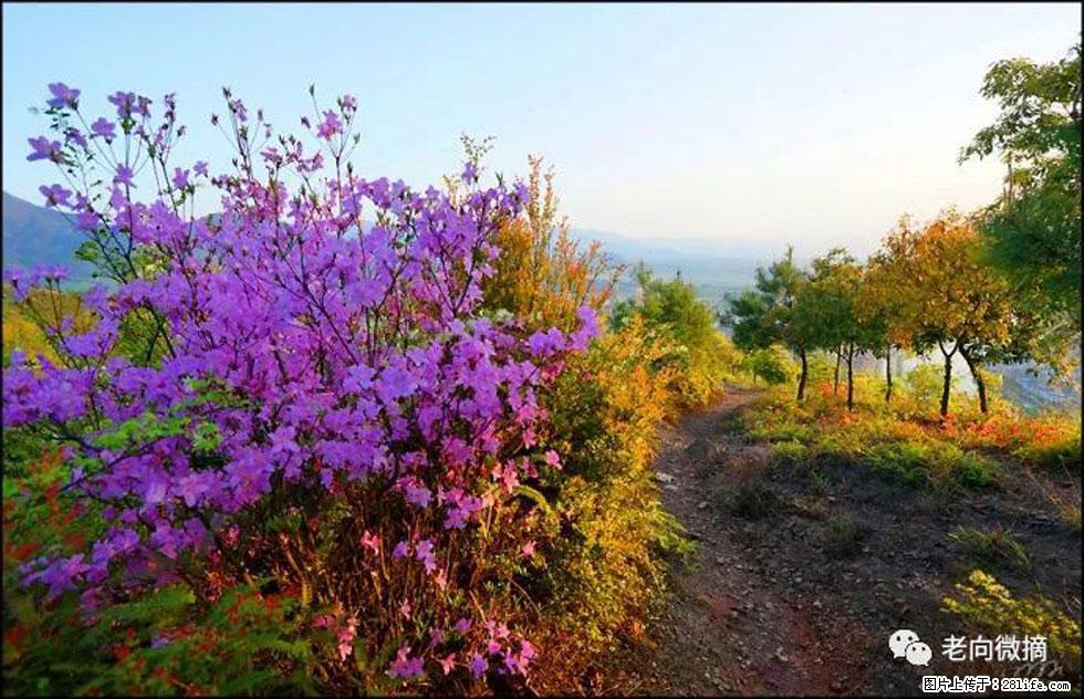 【春天，广西桂林灌阳县向您发出邀请！】登麒麟山，相约映山红 - 游山玩水 - 武威生活社区 - 武威28生活网 wuwei.28life.com