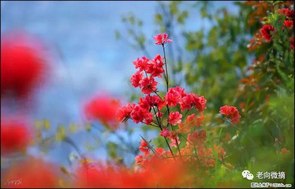 【春天，广西桂林灌阳县向您发出邀请！】登麒麟山，相约映山红 - 游山玩水 - 武威生活社区 - 武威28生活网 wuwei.28life.com