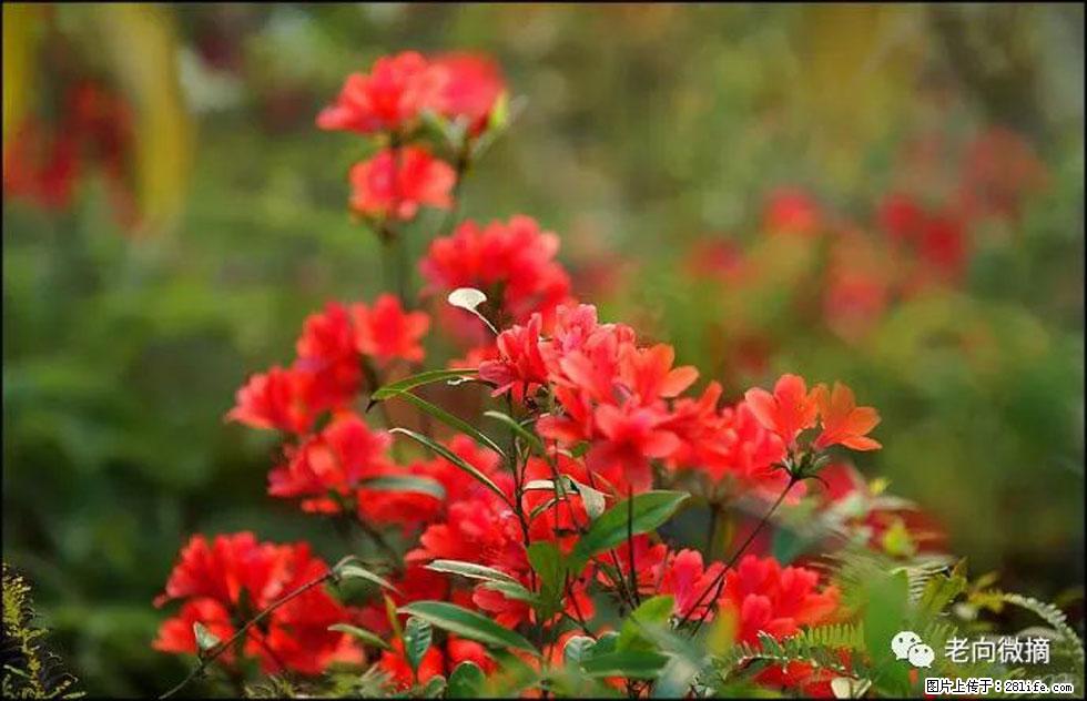 【春天，广西桂林灌阳县向您发出邀请！】登麒麟山，相约映山红 - 游山玩水 - 武威生活社区 - 武威28生活网 wuwei.28life.com
